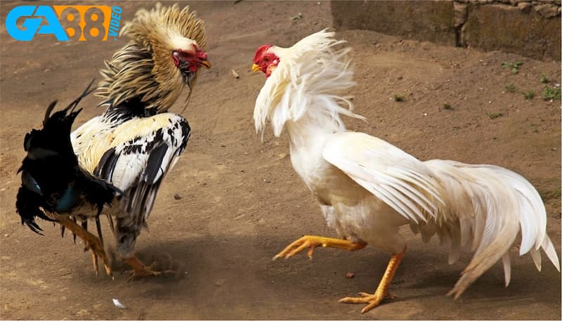 Hiểu rõ về tỷ lệ ăn và luật chơi