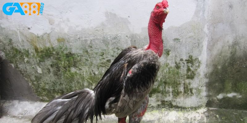 Sai lầm thường gặp khi chăm sóc gà đá
