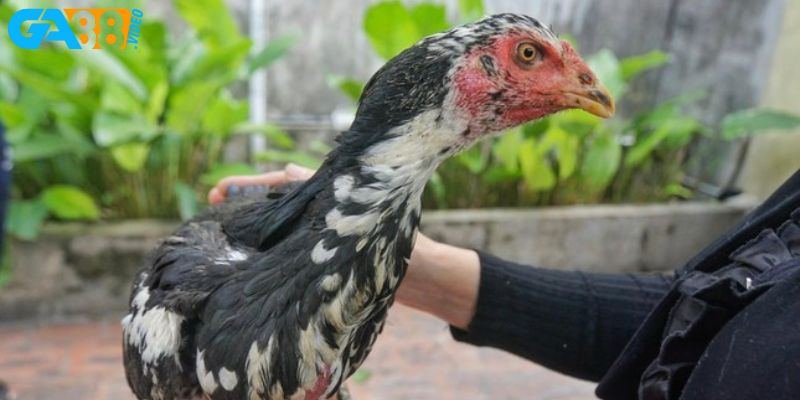 Chế độ về phần dinh dưỡng