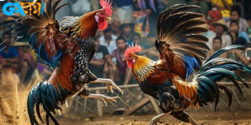Luật chơi đấu gà thomo