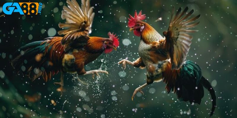 Những mẹo hay khi chơi đá gà