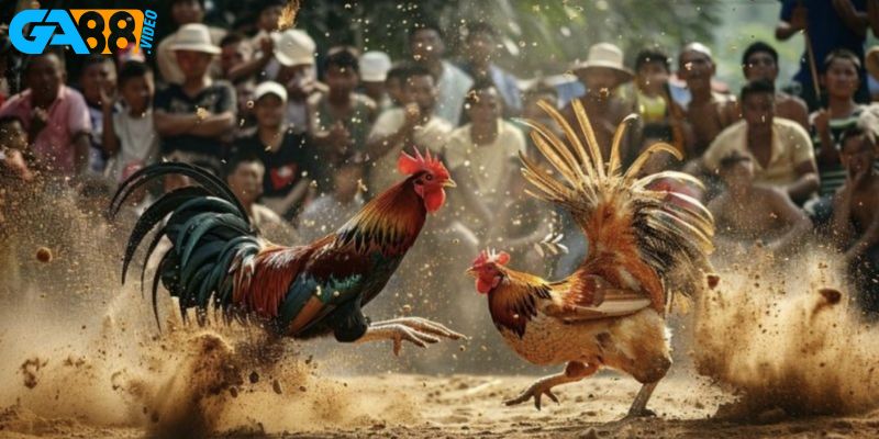 Tại sao cần nắm bắt kinh nghiệm chơi đá gà?