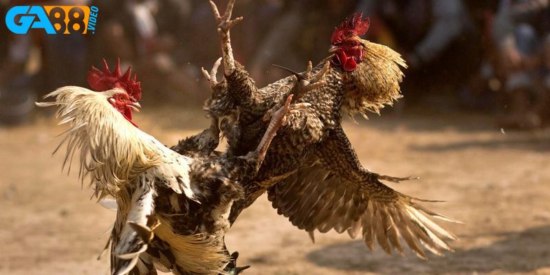 Các kinh nghiệm đá gà hiệu quả