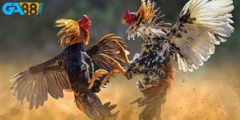 Không nên cược cùng lúc nhiều trận đấu