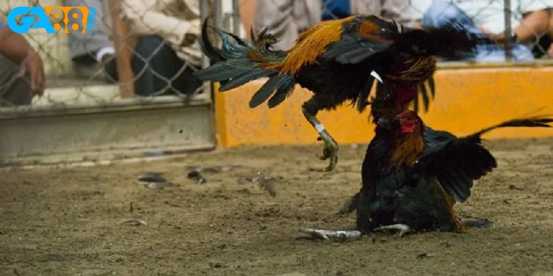 Ga88 có những sảnh game nào?