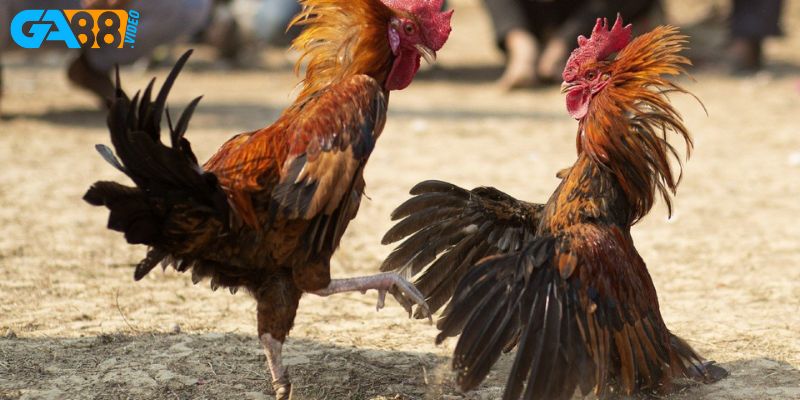 Chọn cược đá gà sảnh phi, thái