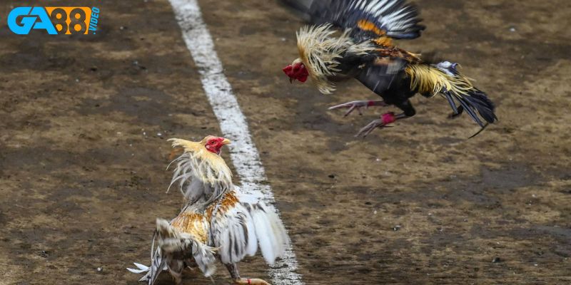 Bí kíp để chinh phục các trận đấu gà