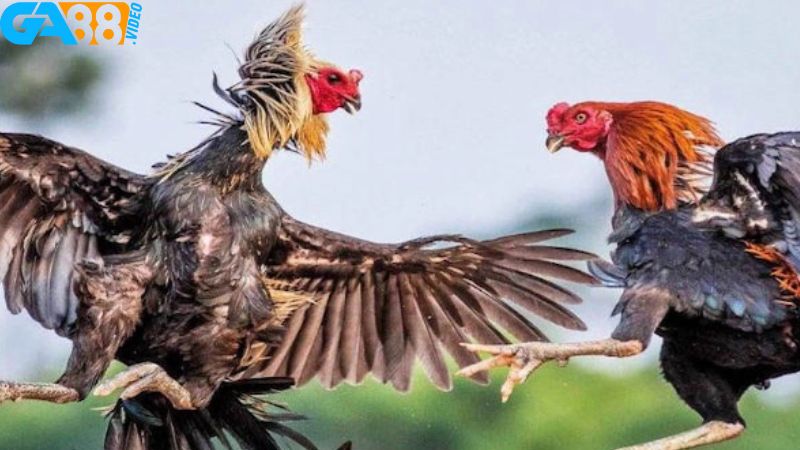 Giấy phép là yếu tố quan trọng để đánh giá top 10 nhà cái đá gà Thomo