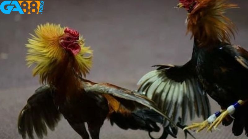 Quy trình nạp-rút cần được tối ưu hóa