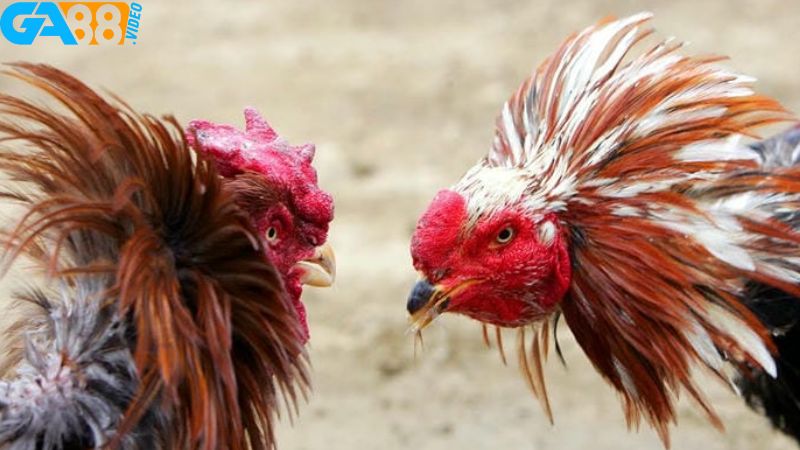 Cập nhật top 10 nền tảng đá gà Thomo chất lượng